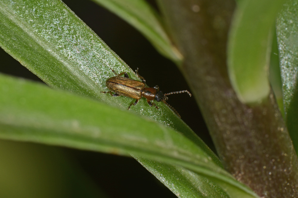 Chrysomelidae, Orsodacne humeralis (= lineola?).